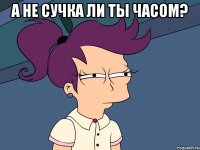 а не сучка ли ты часом? 