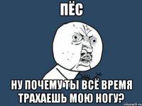 пёс ну почему ты всё время трахаешь мою ногу?