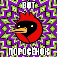 вот поросёнок