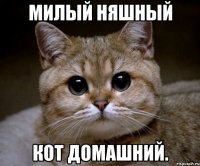 милый няшный кот домашний.