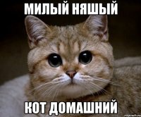 милый няшый кот домашний