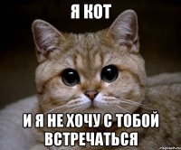 я кот и я не хочу с тобой встречаться