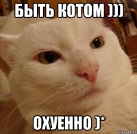 быть котом ))) охуенно )*