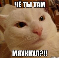 чё ты там мяукнул?!!