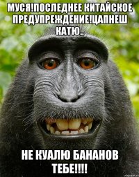 муся!последнее китайское предупреждение!цапнеш катю.. не куалю бананов тебе!!!