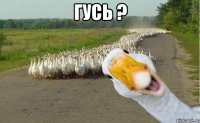 гусь ? 