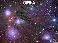 сучка 