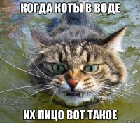 когда коты в воде их лицо вот такое