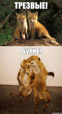 Трезвые! Бухие!