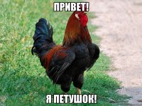 привет! я петушок!