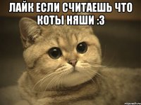 лайк если считаешь что коты няши :3 