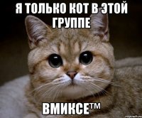 я только кот в этой группе вмиксе™