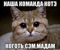 наша команда котэ коготь,сэм,мадам