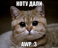 коту дали awp :3