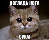 погладь кота сука!