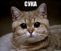 сука 