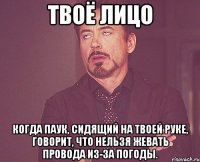 твоё лицо когда паук, сидящий на твоей руке, говорит, что нельзя жевать провода из-за погоды.