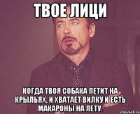 твое лици когда твоя собака летит на крыльях, и хватает вилку и есть макароны на лету.