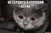 не сердись,я хороший котик 