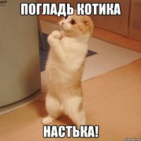 погладь котика настька!