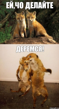 Ей,Чо делайте Деремся!