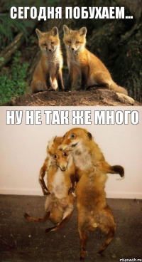 сегодня побухаем... ну не так же много