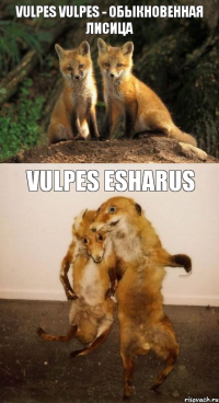 Vulpes vulpes - обыкновенная лисица Vulpes ESHARUS