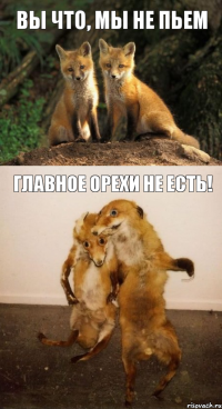 вы что, мы не пьем главное орехи не есть!