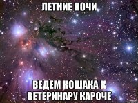 летние ночи ведем кошака к ветеринару кароче