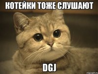 котейки тоже слушают dgj