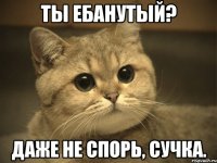 ты ебанутый? даже не спорь, сучка.