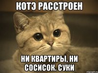 котэ расстроен ни квартиры, ни сосисок. суки