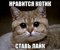 нравится котик ставь лайк