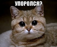 упоролся? 