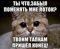 ты что,забыл поменять мне лоток? твоим тапкам пришёл конец!