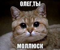 олег,ты моллюск