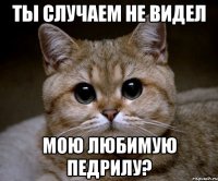 ты случаем не видел мою любимую педрилу?