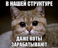 в нашей структуре даже коты зарабатывают