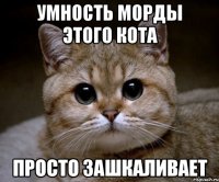 умность морды этого кота просто зашкаливает