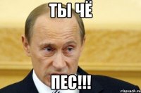 ты чё пес!!!