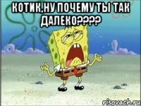 котик,ну почему ты так далеко??? 