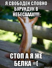 я свободен словно бурундук в небесааах!!! стоп а я же белка =(