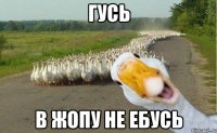 гусь в жопу не ебусь