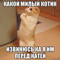 какой милый котик извинюсь ка я им перед катей