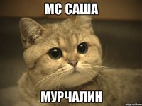 мс саша мурчалин