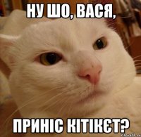 ну шо, вася, приніс кітікєт?