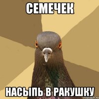 семечек насыпь в ракушку