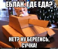 еблан, где еда? нет? ну берегись, сучка!