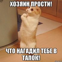 хозяин прости! что нагадил тебе в тапок!