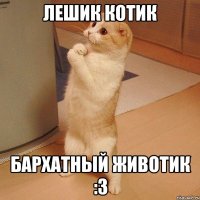 лешик котик бархатный животик :3